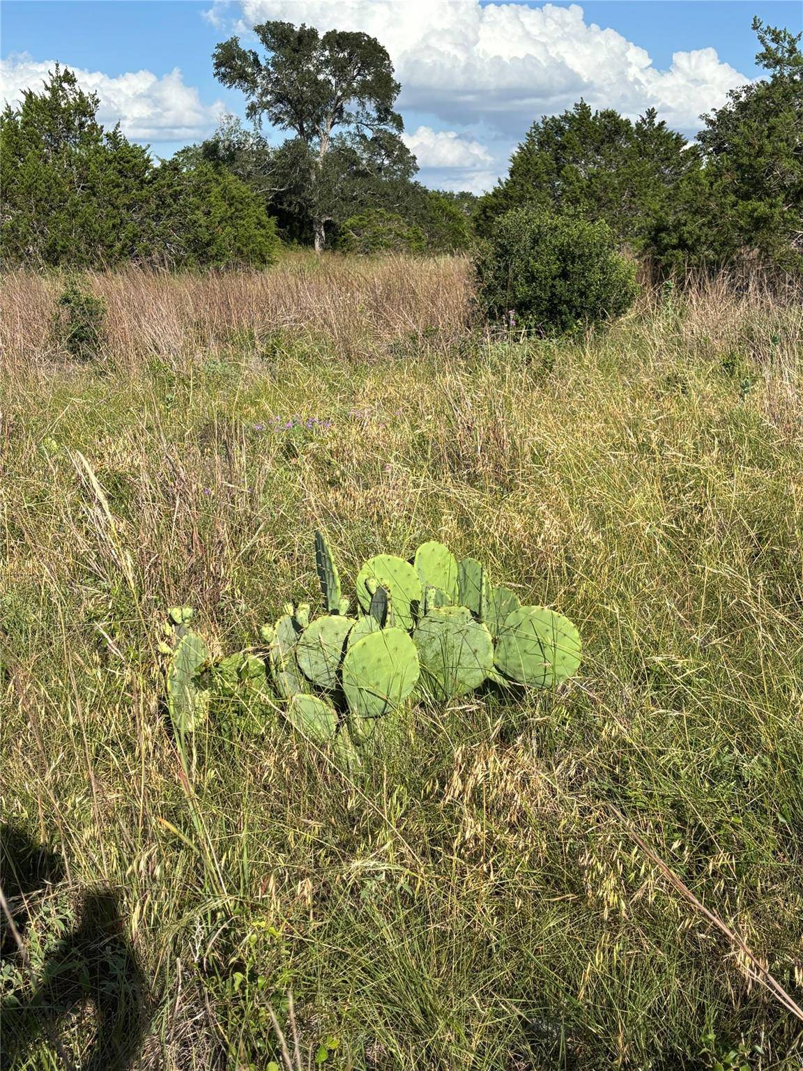 1200 Cave Springs DR, Wimberley, TX 78676
