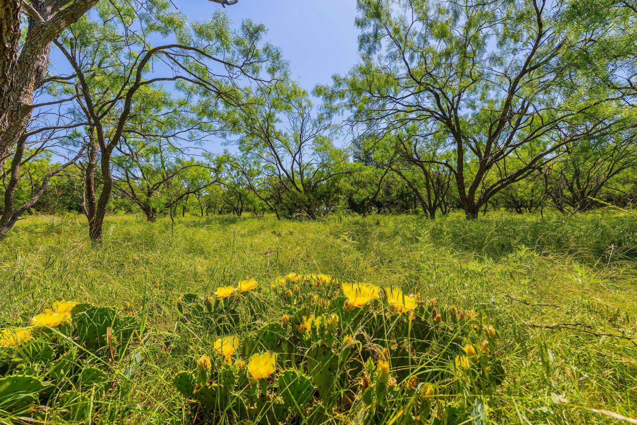 TBD County Road 180 Covered Meadows Ranch RD, Purmela, TX 76566