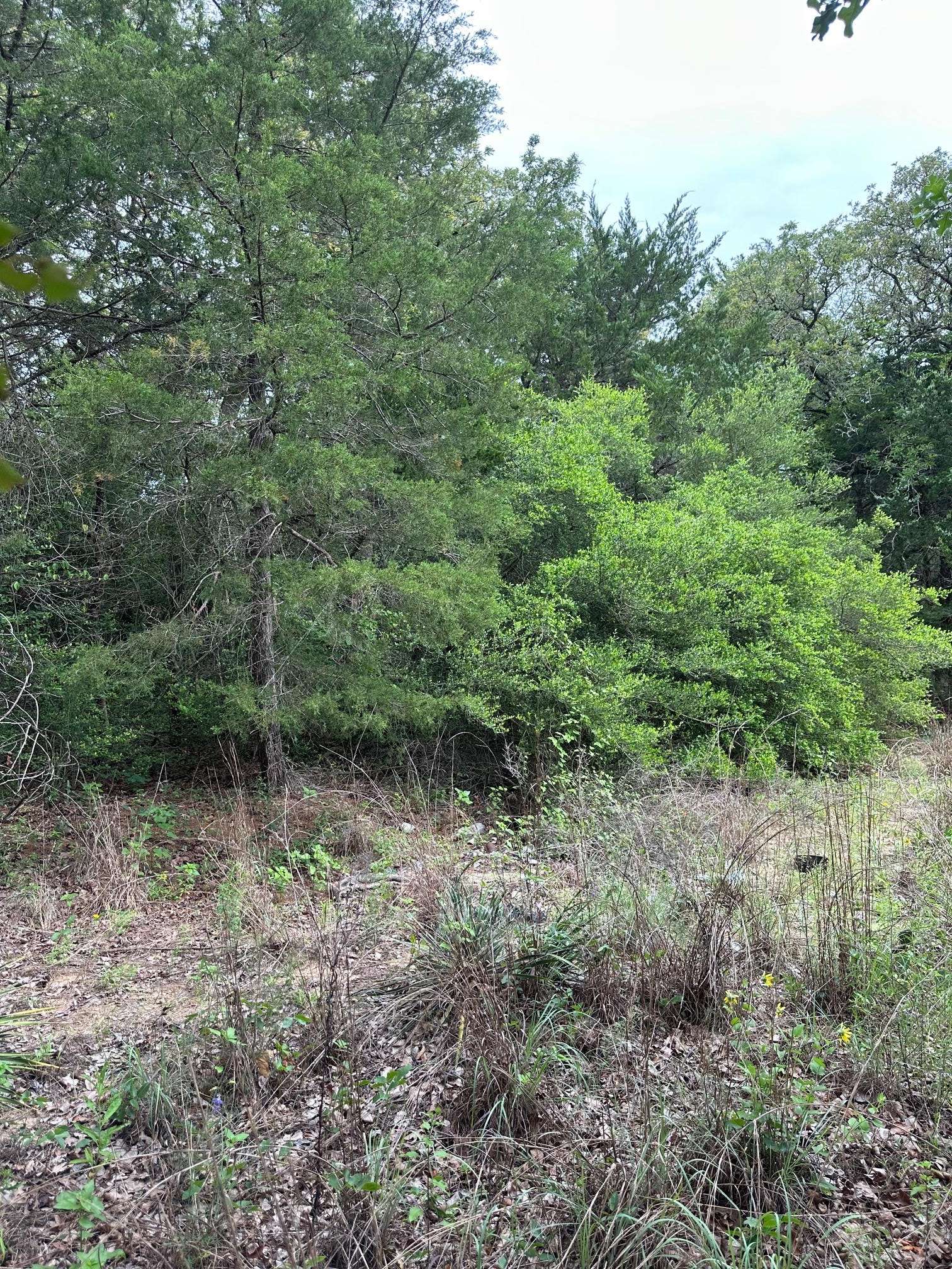 Lot 58-61 Pecan DR, Caldwell, TX 77836