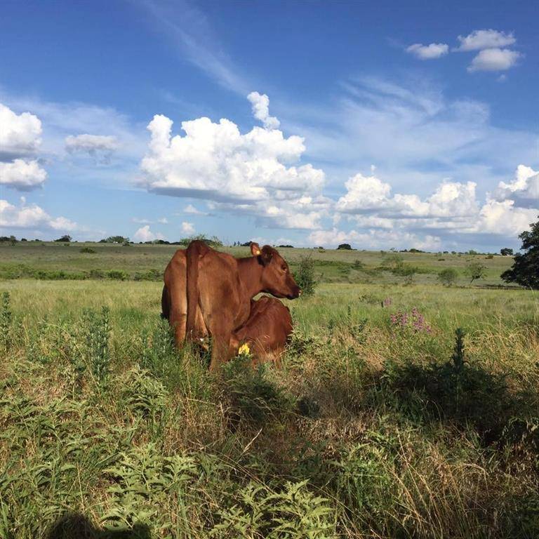 1755 County Road 2711, Goldthwaite, TX 76844