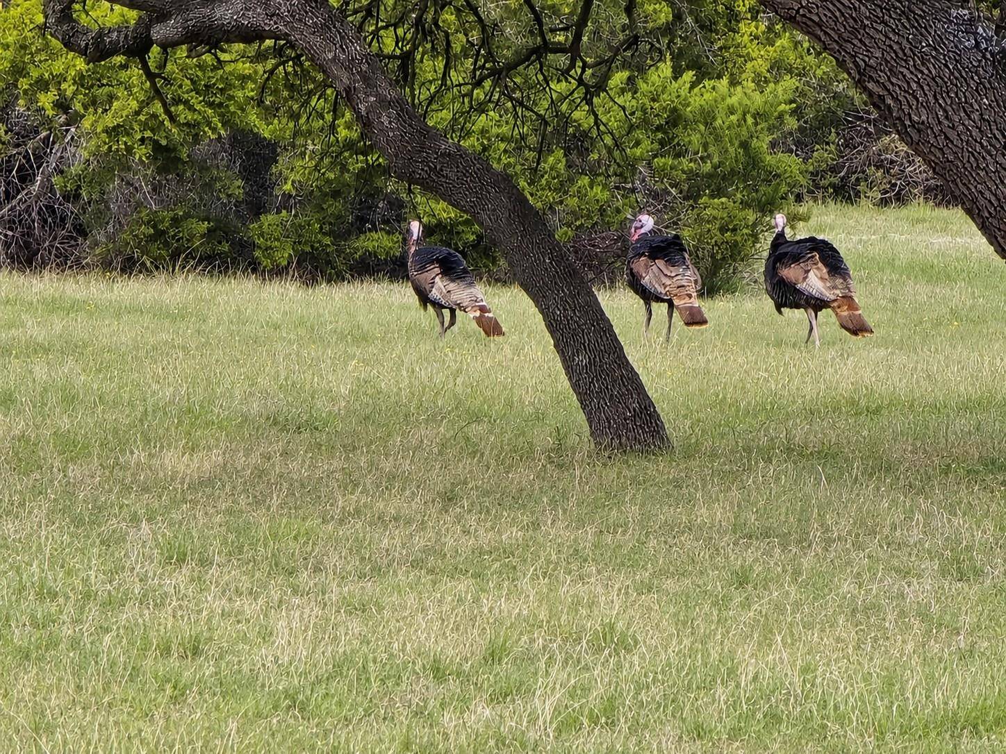 736 CR 206, Lampasas, TX 76550