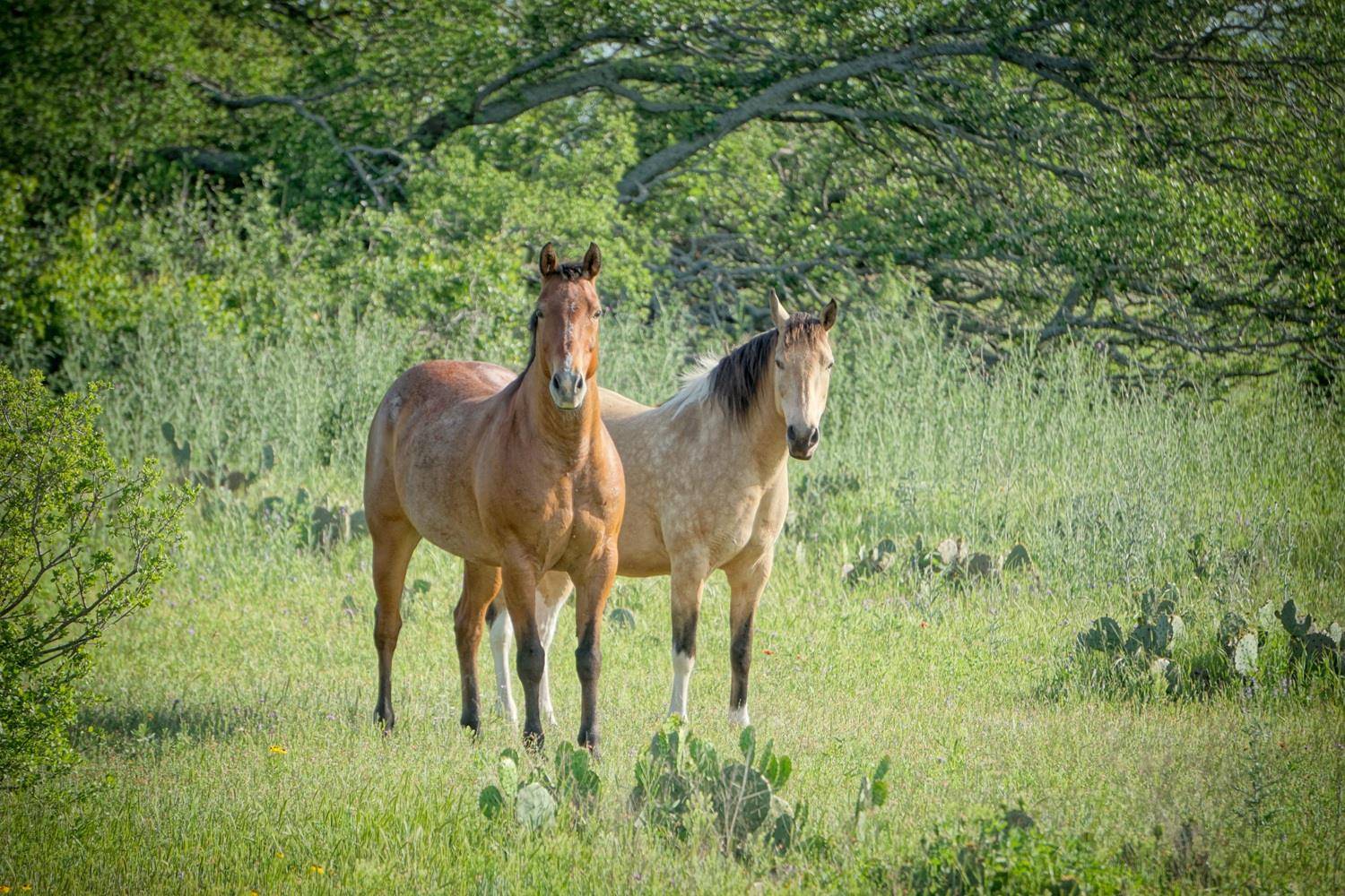 Lot 180 Swamp Creek Cove, Burnet, TX 78611