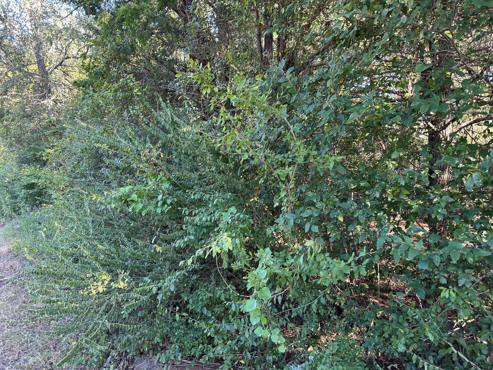 LOT 9 Robin RUN, Bastrop, TX 78602