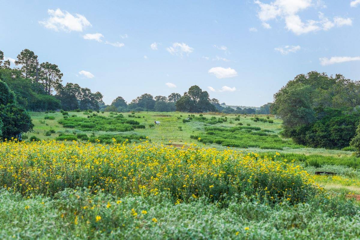 2524 Sandy Fork RD, Harwood, TX 78632