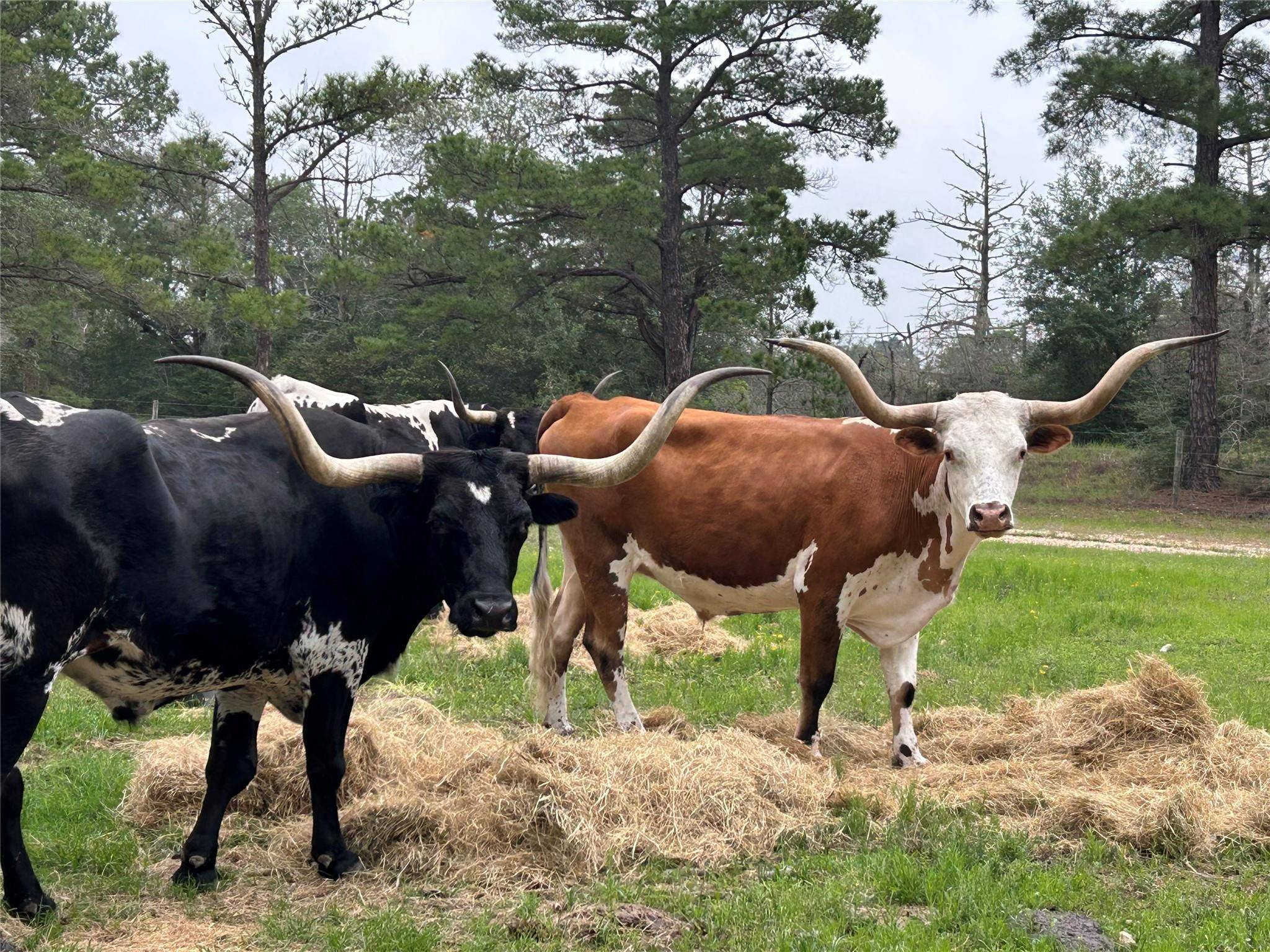5455 N Us-77 HWY, La Grange, TX 78945