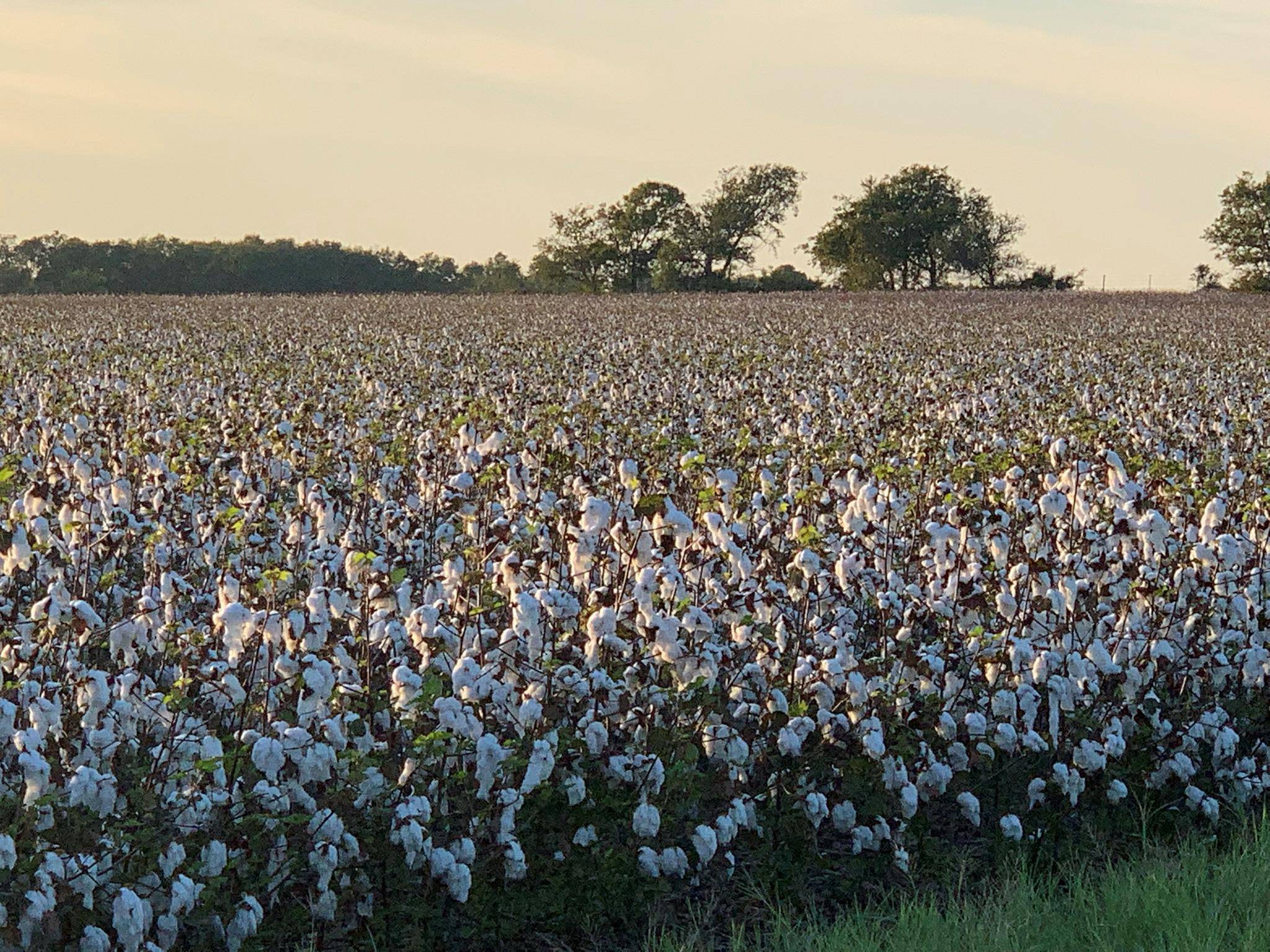 TBD2 County Road 154, Georgetown, TX 78626