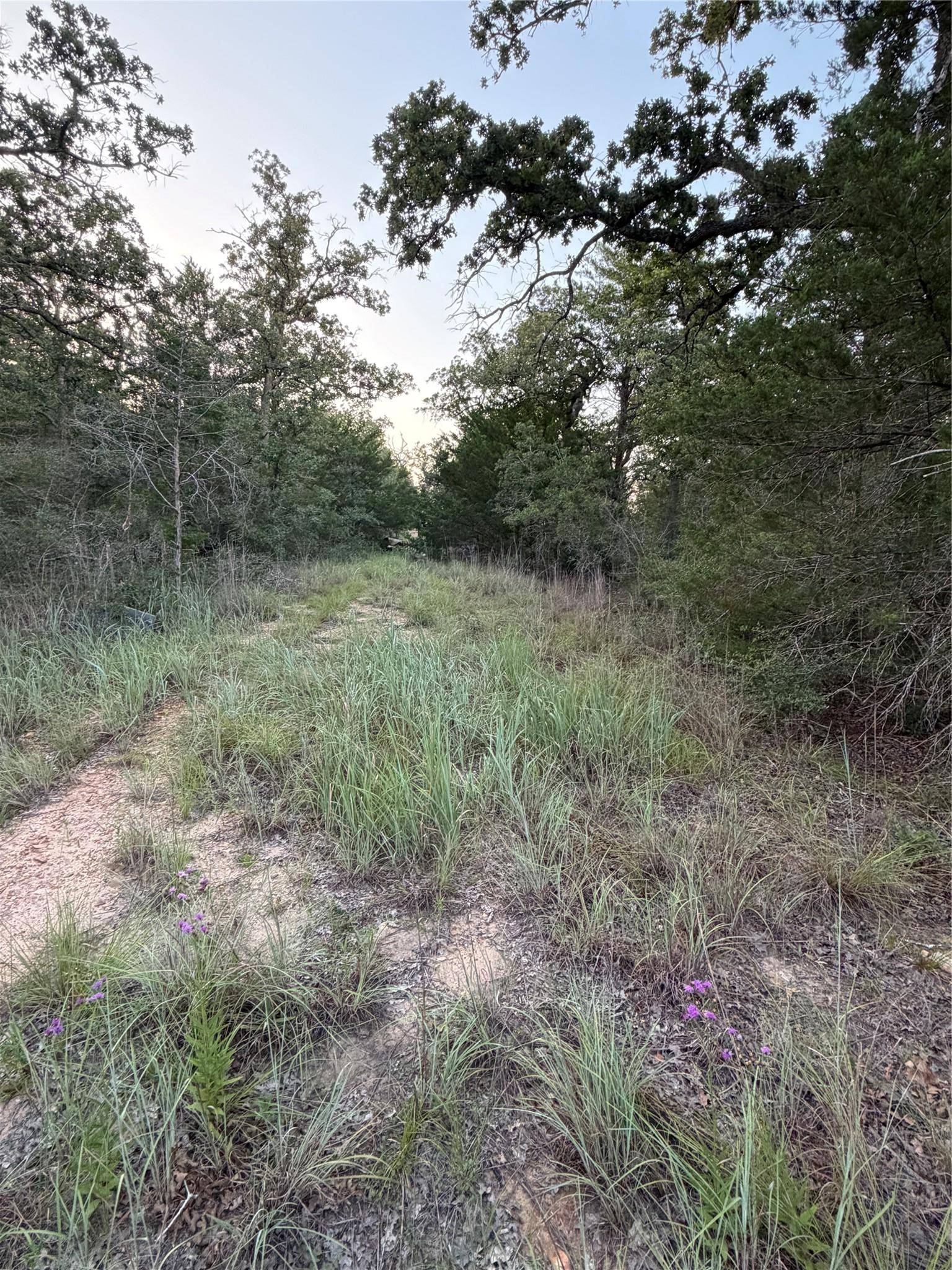 Lot 4 Spruce ST, Paige, TX 78659