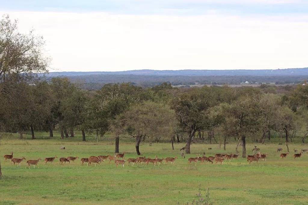 795 Tree Krauskopf LN, Fredericksburg, TX 78624