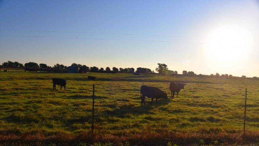 301 Perfect World LOOP, Jarrell, TX 76537