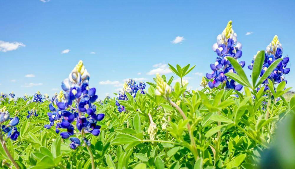 0002 US Hwy 90, Engle, TX 78956