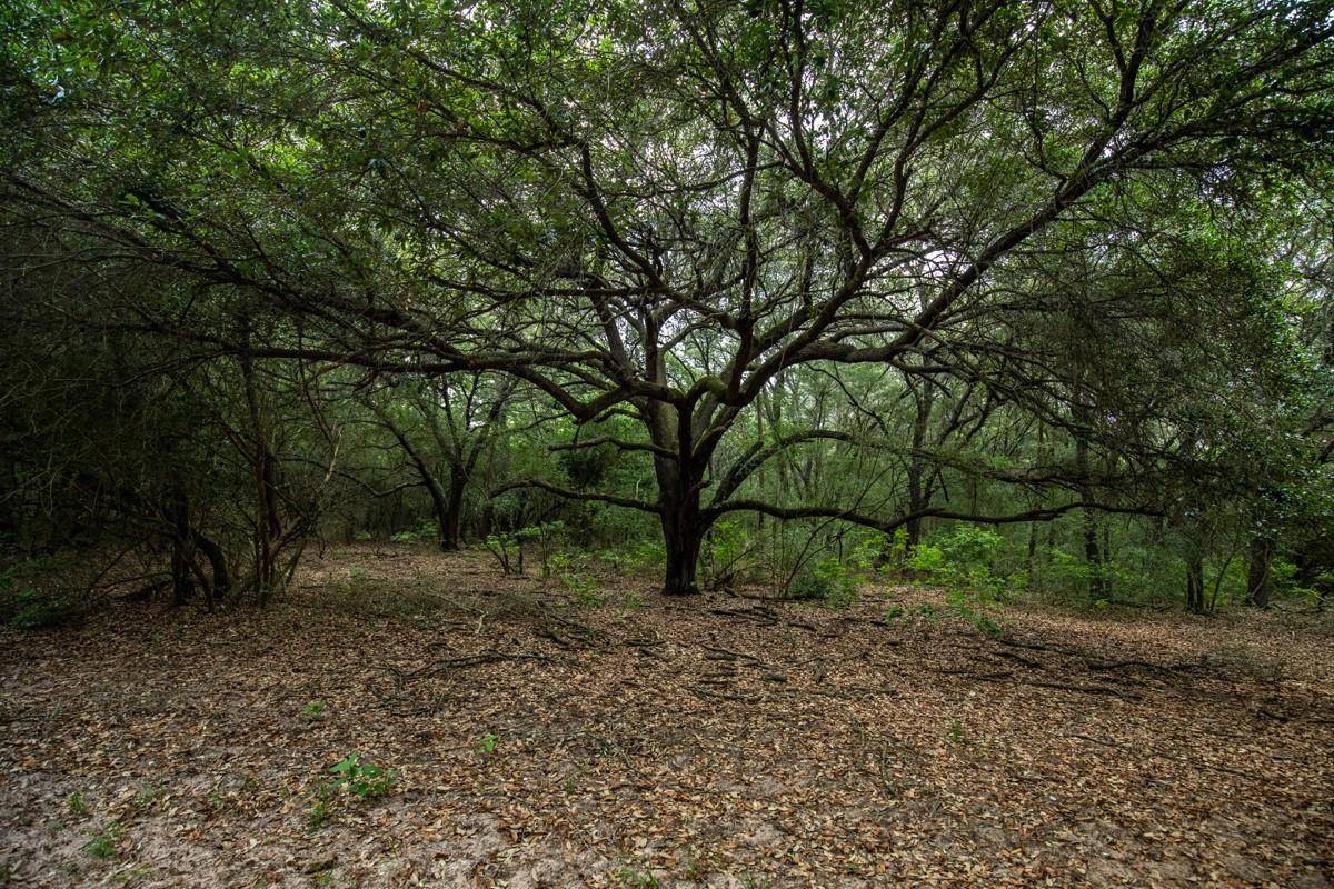 TBD County Road 90 E, Hallettsville, TX 77964