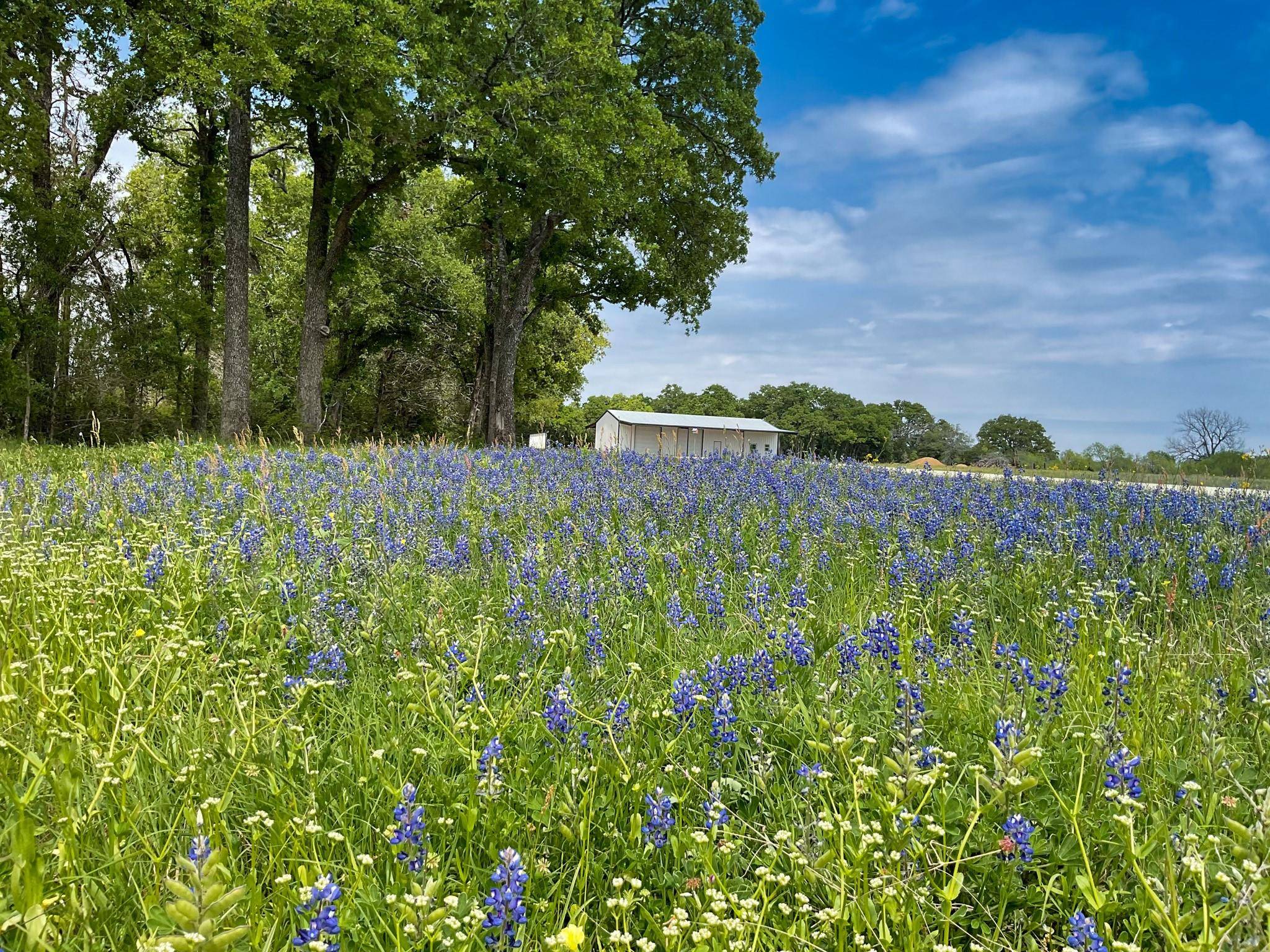 2041 County Road 202 (+/-23.4 acres), Caldwell, TX 77836