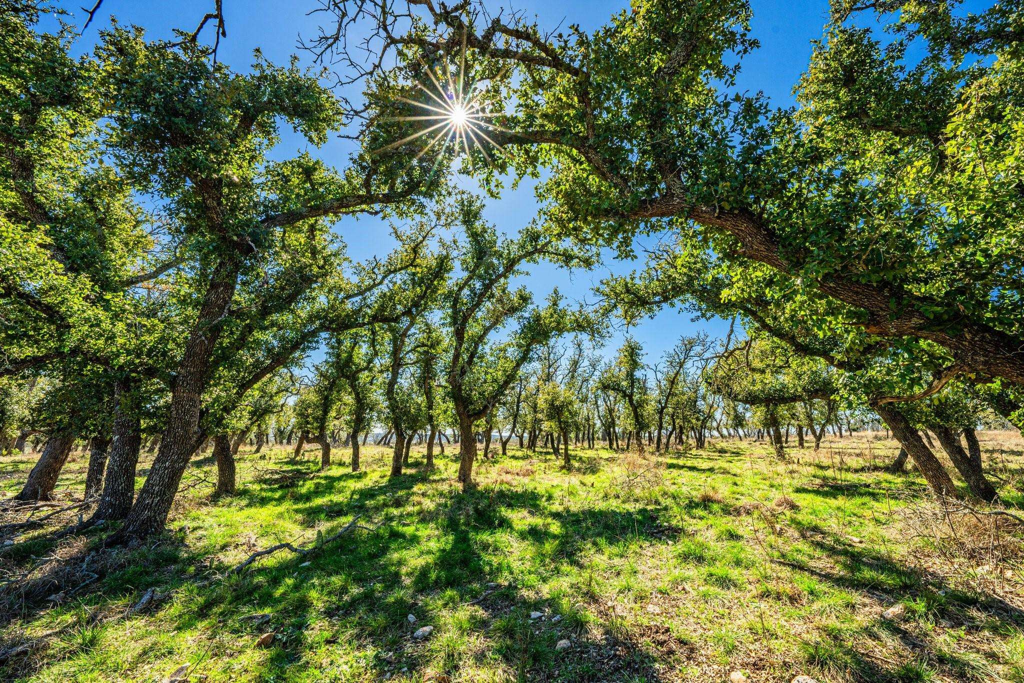2221 Meier RD, Fredericksburg, TX 78624