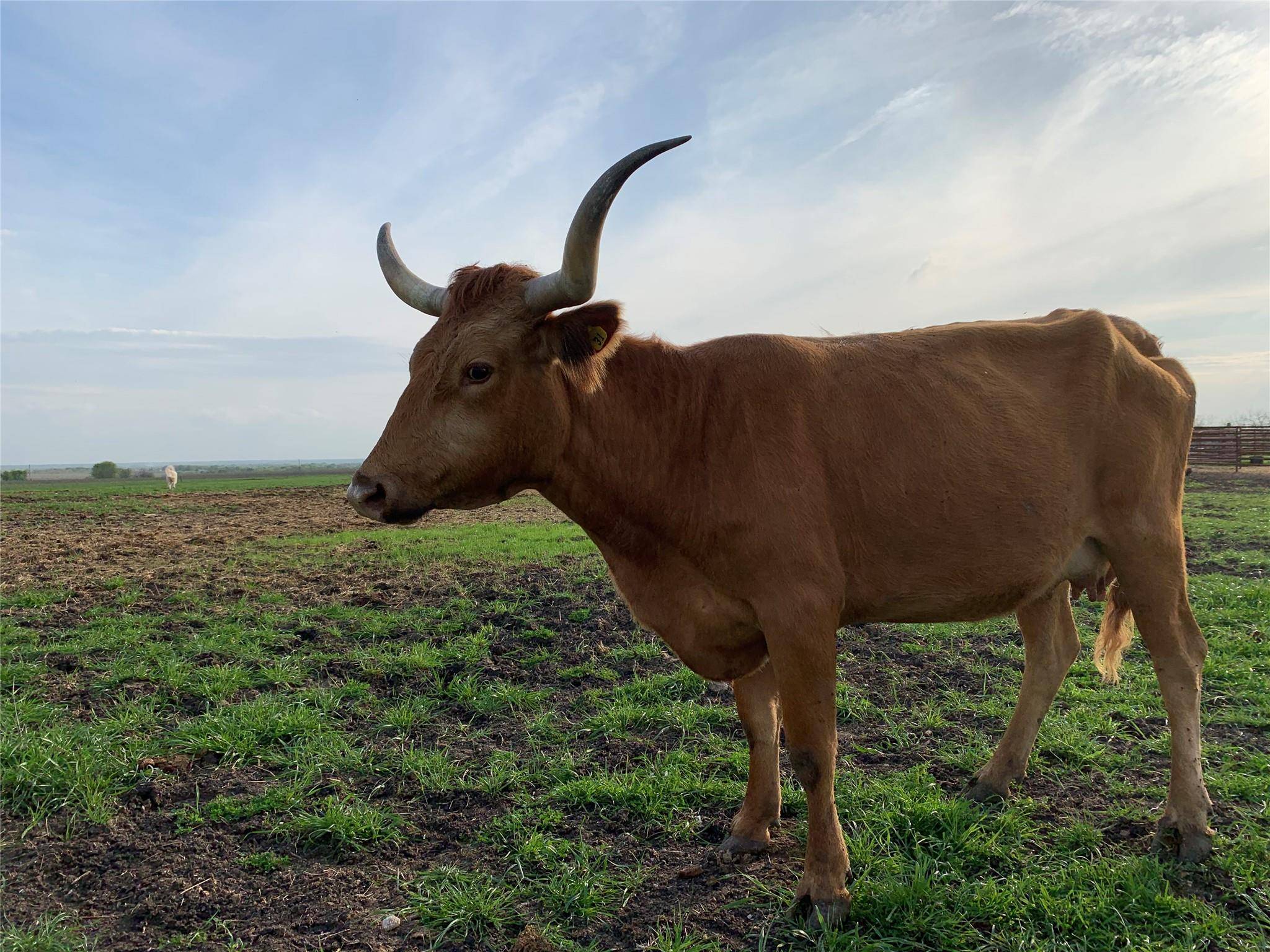 6428 County Road 104, Rogers, TX 76569