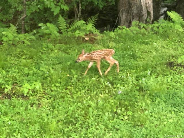 Eldred-Yulan RD, Eldred, NY 12528
