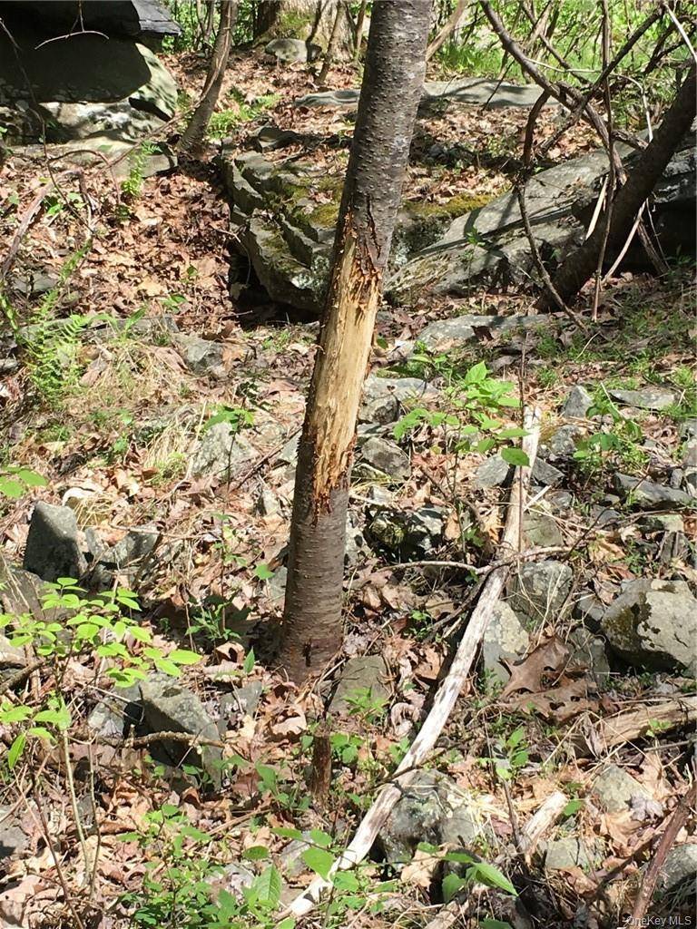 Logtown RD, Port Jervis, NY 12771