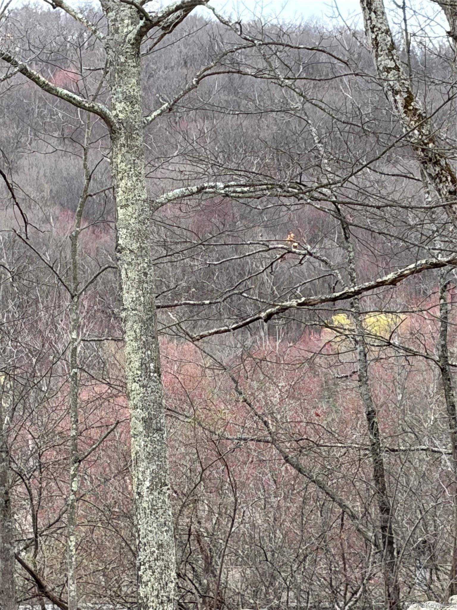 Fox Mountain, Livingston Manor, NY 12758