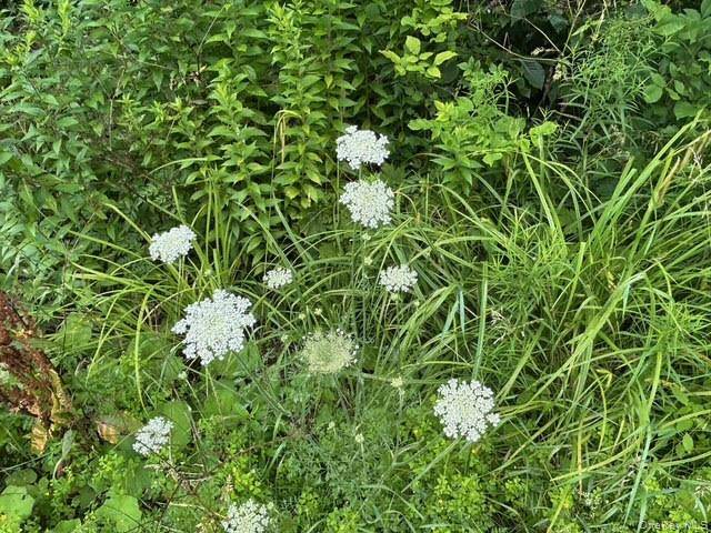 FRrost Valley RD, Claryville, NY 12725