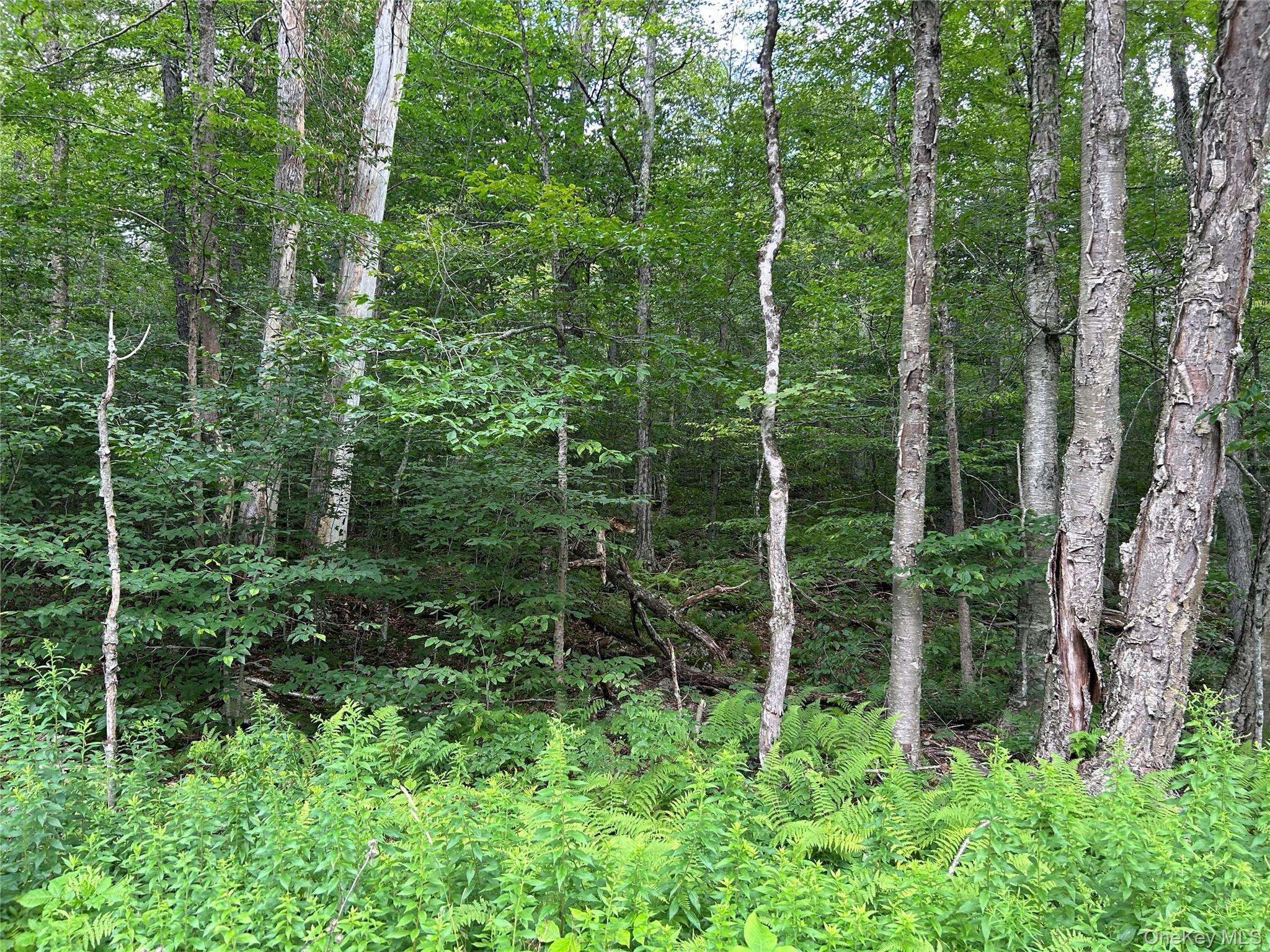 FRrost Valley RD, Claryville, NY 12725