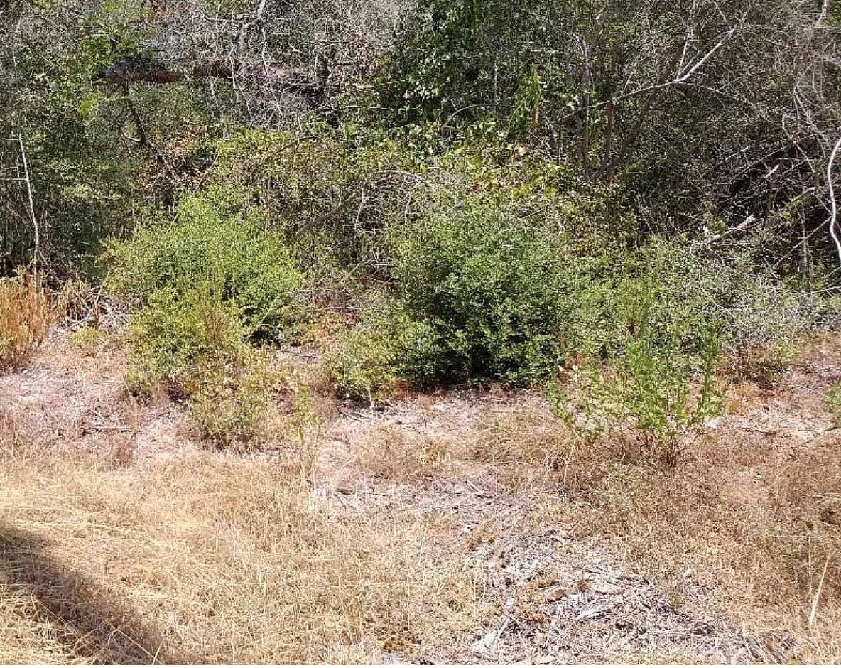 26642 Red Oak DR, Hempstead, TX 77445