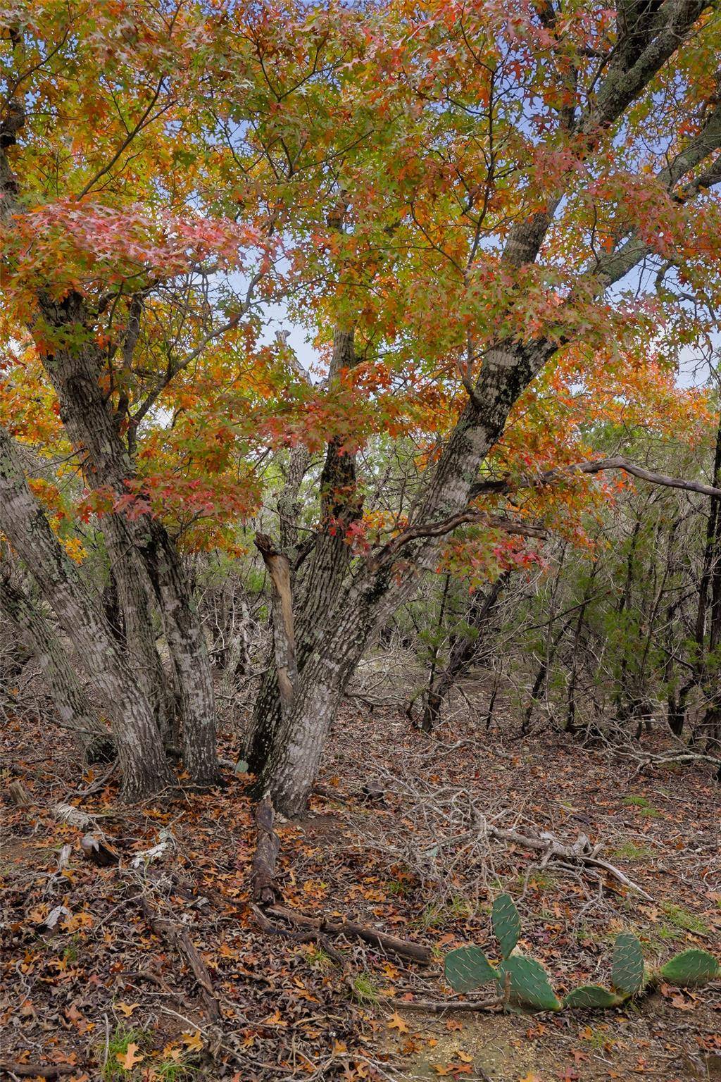 TBD Stagecoach Ranch LOOP, Dripping Springs, TX 78620