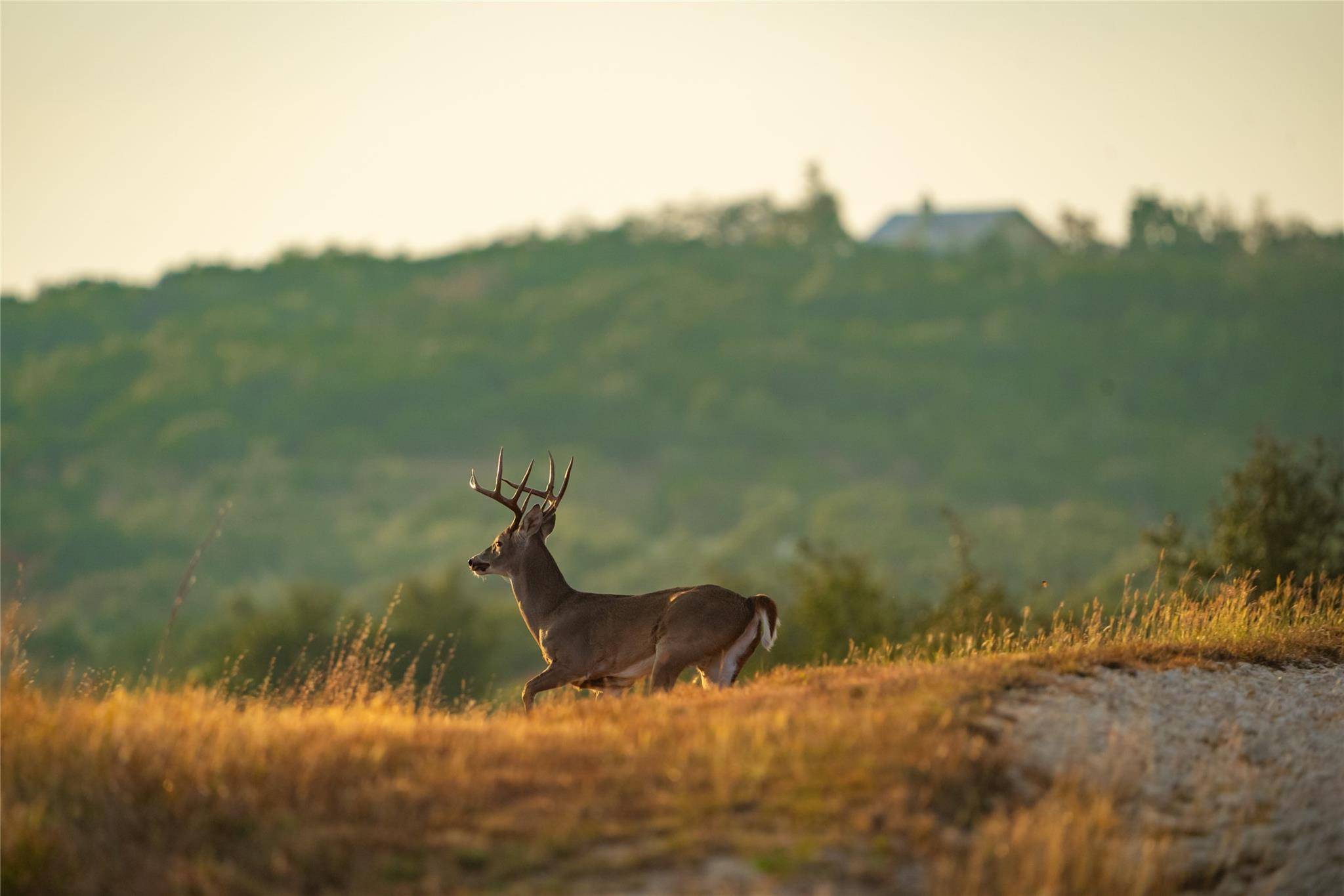 518 Curly H Ranch RD, Dripping Springs, TX 78620