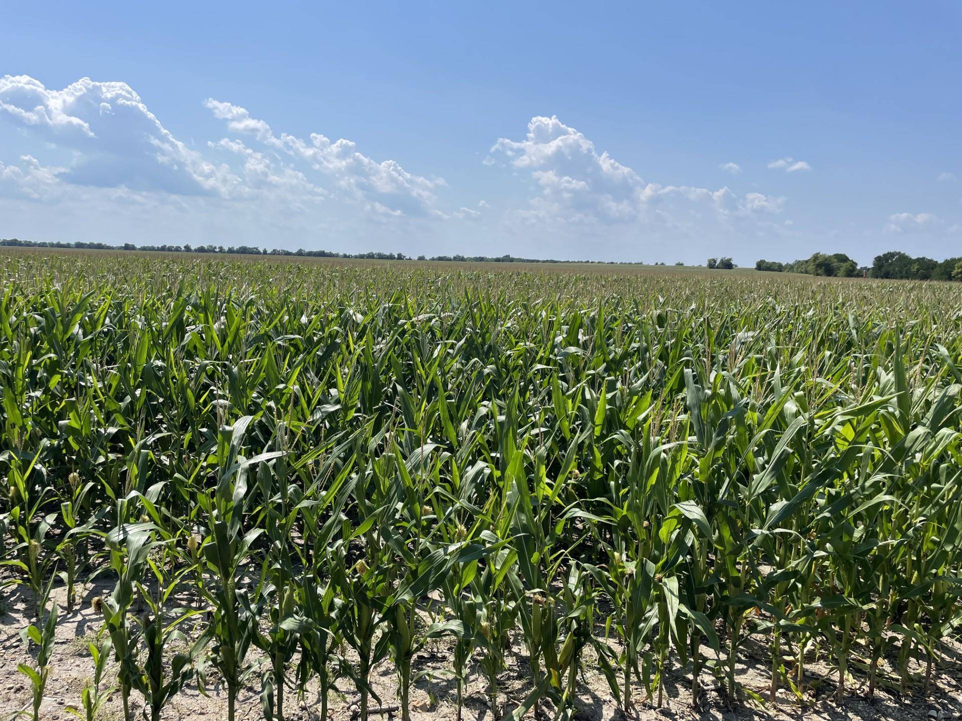 TBD Donahue Road RD, Bartlett, TX 76511