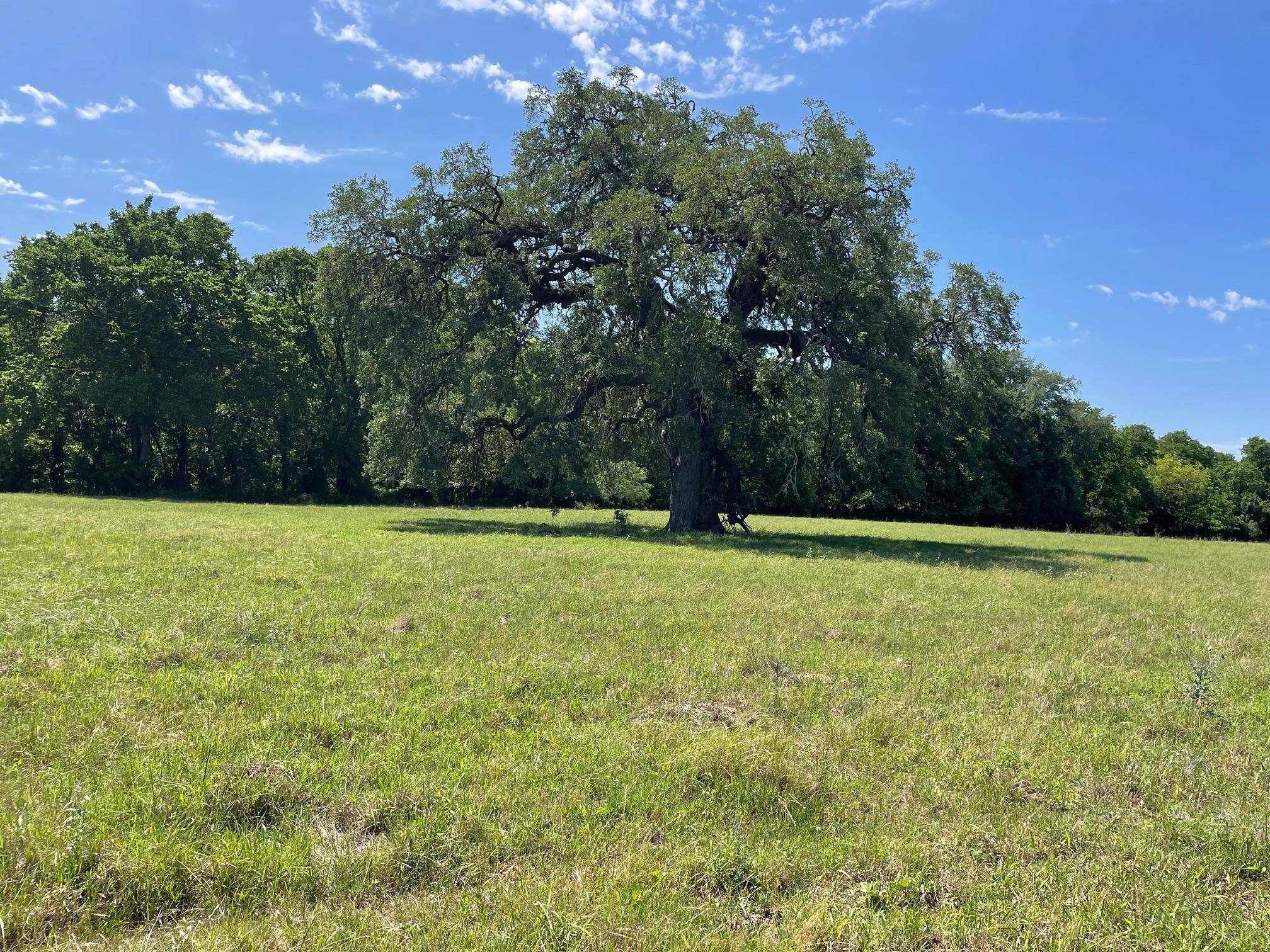 TBD 144.45 acres, Smithville, TX 78957