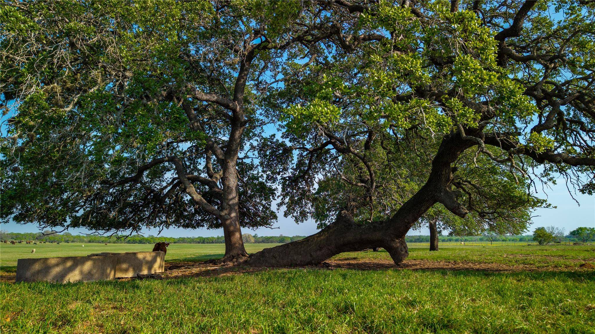TBD County Road 404, Floresville, TX 78114