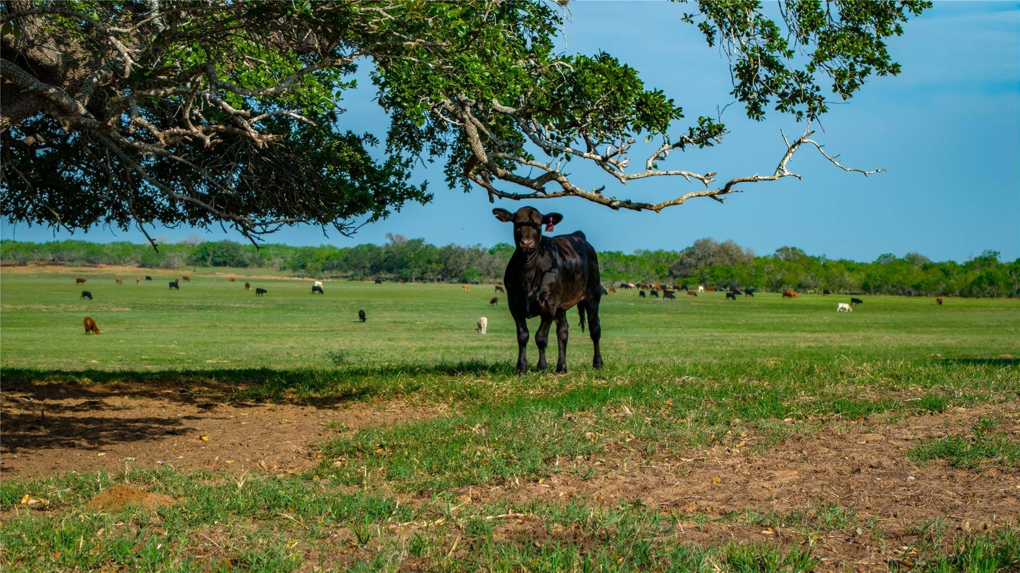 TBD County Road 404, Floresville, TX 78114