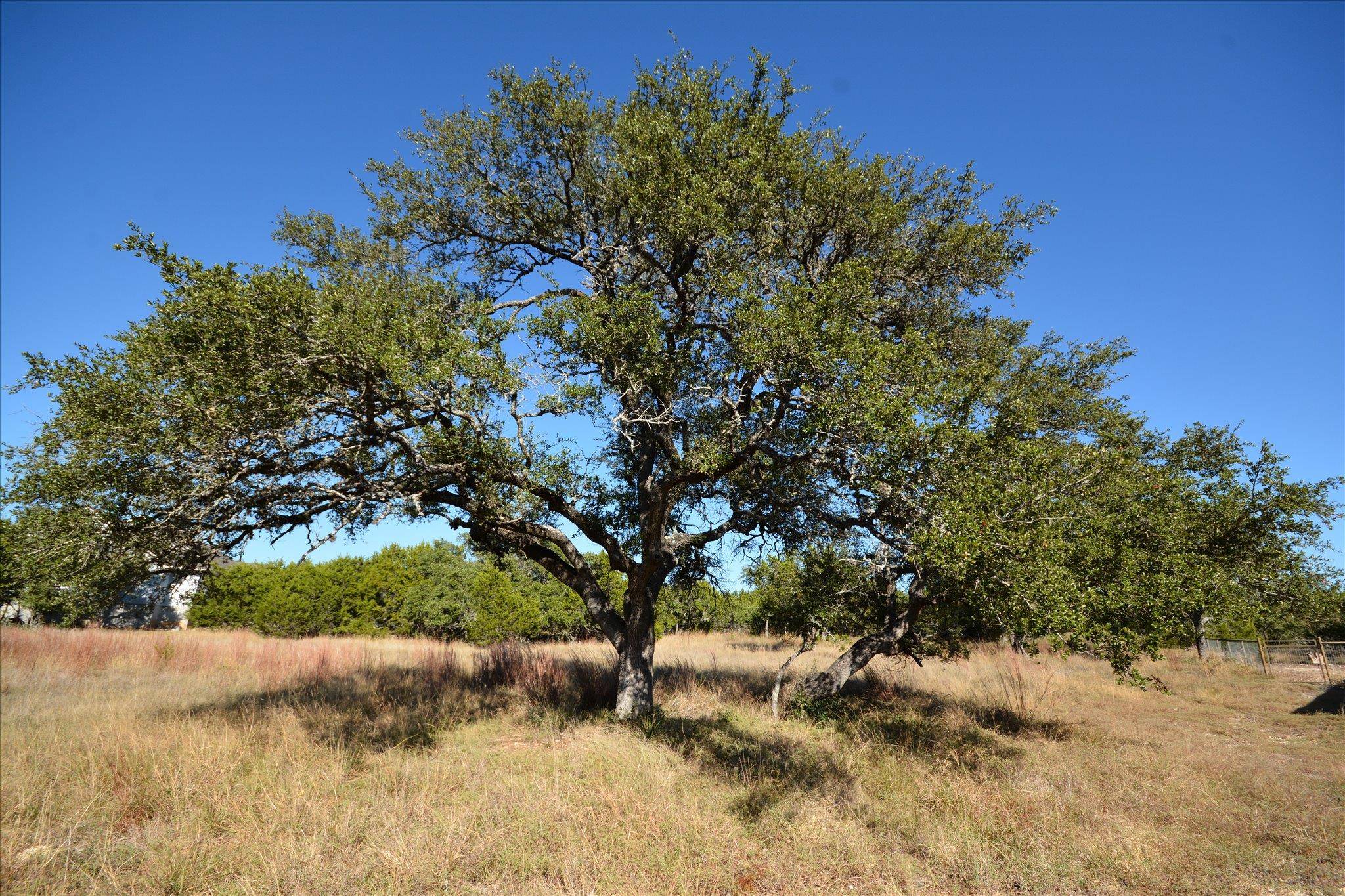 121 S JESSE STIFF DR, Blanco, TX 78606