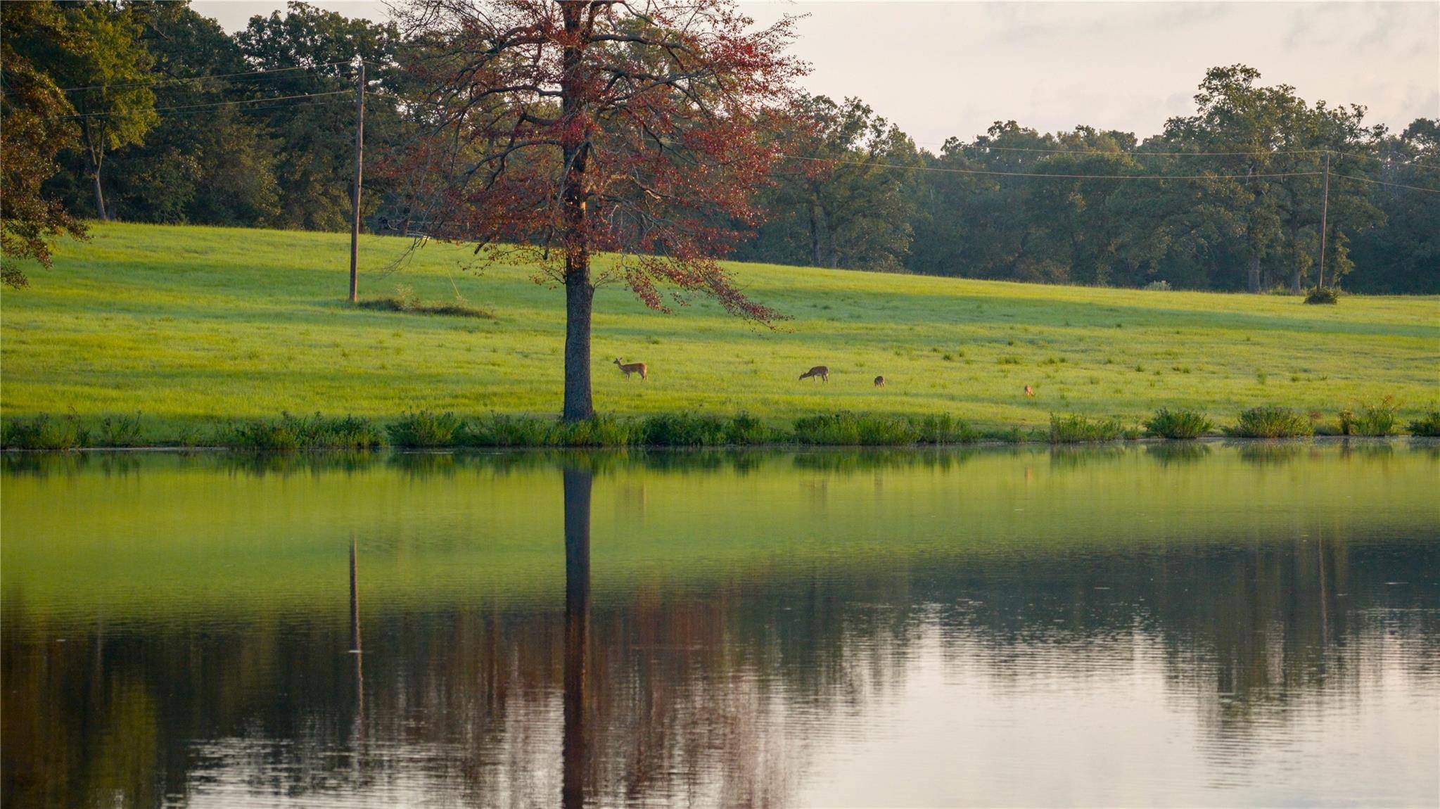 1577 County Road 431, Tennessee Colony, TX 75861