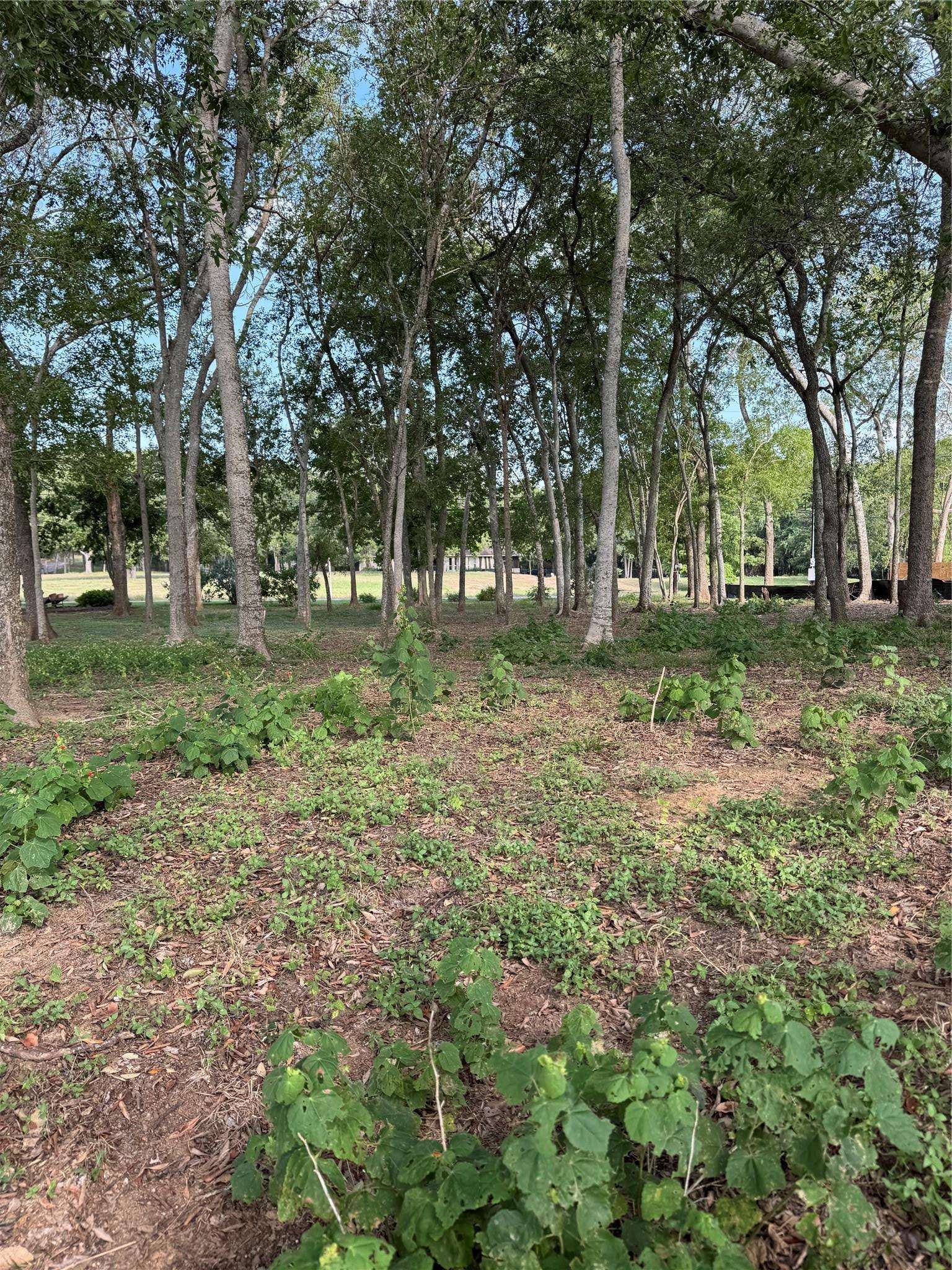 736 E Riverside DR, Bastrop, TX 78602