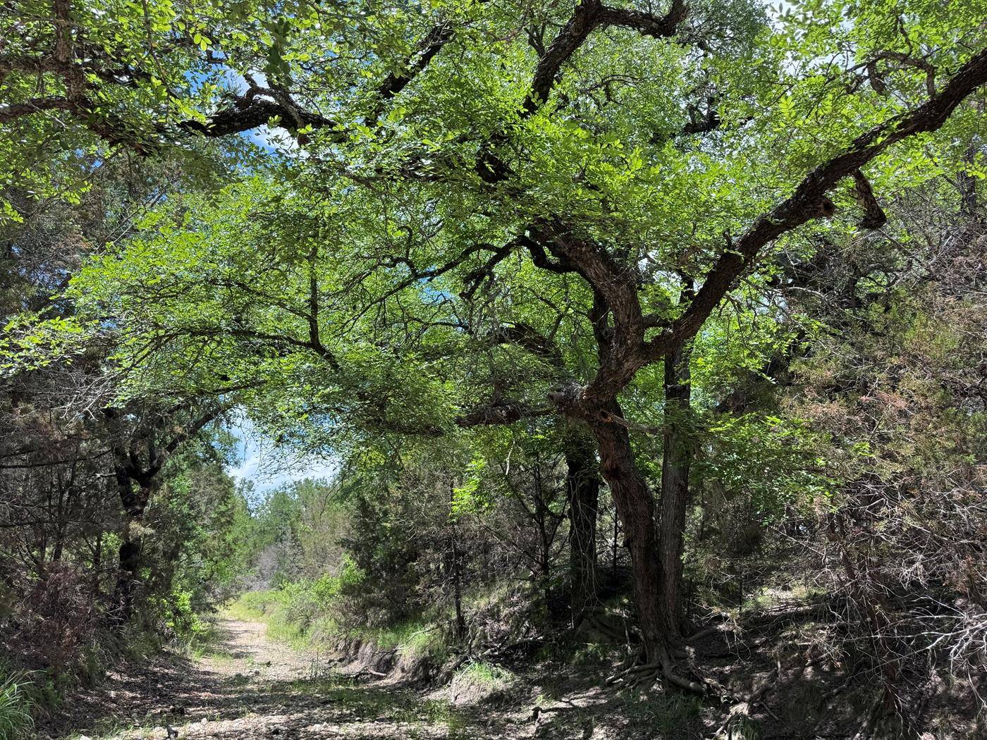 312 Oak Stump DR, Goldthwaite, TX 76844