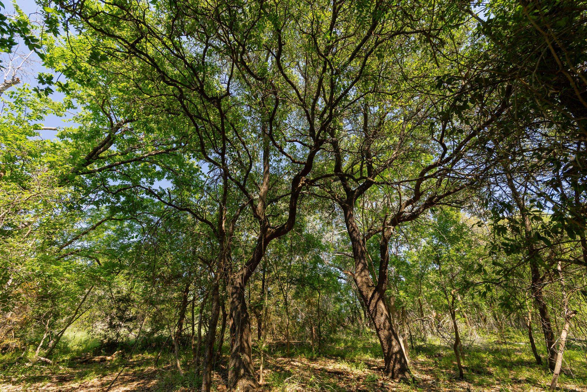 TBD County Road 180 Rolling Pond Ranch RD, Purmela, TX 76566