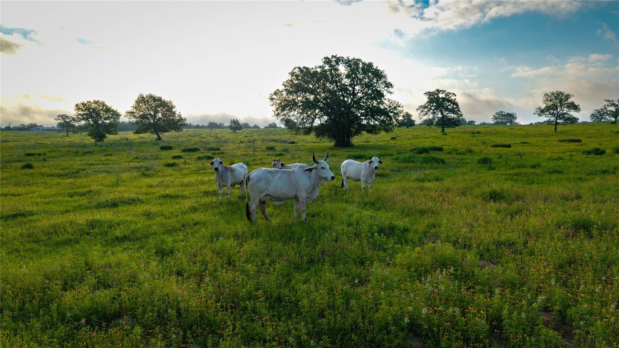000 Hofferek RD, Rosanky, TX 78953