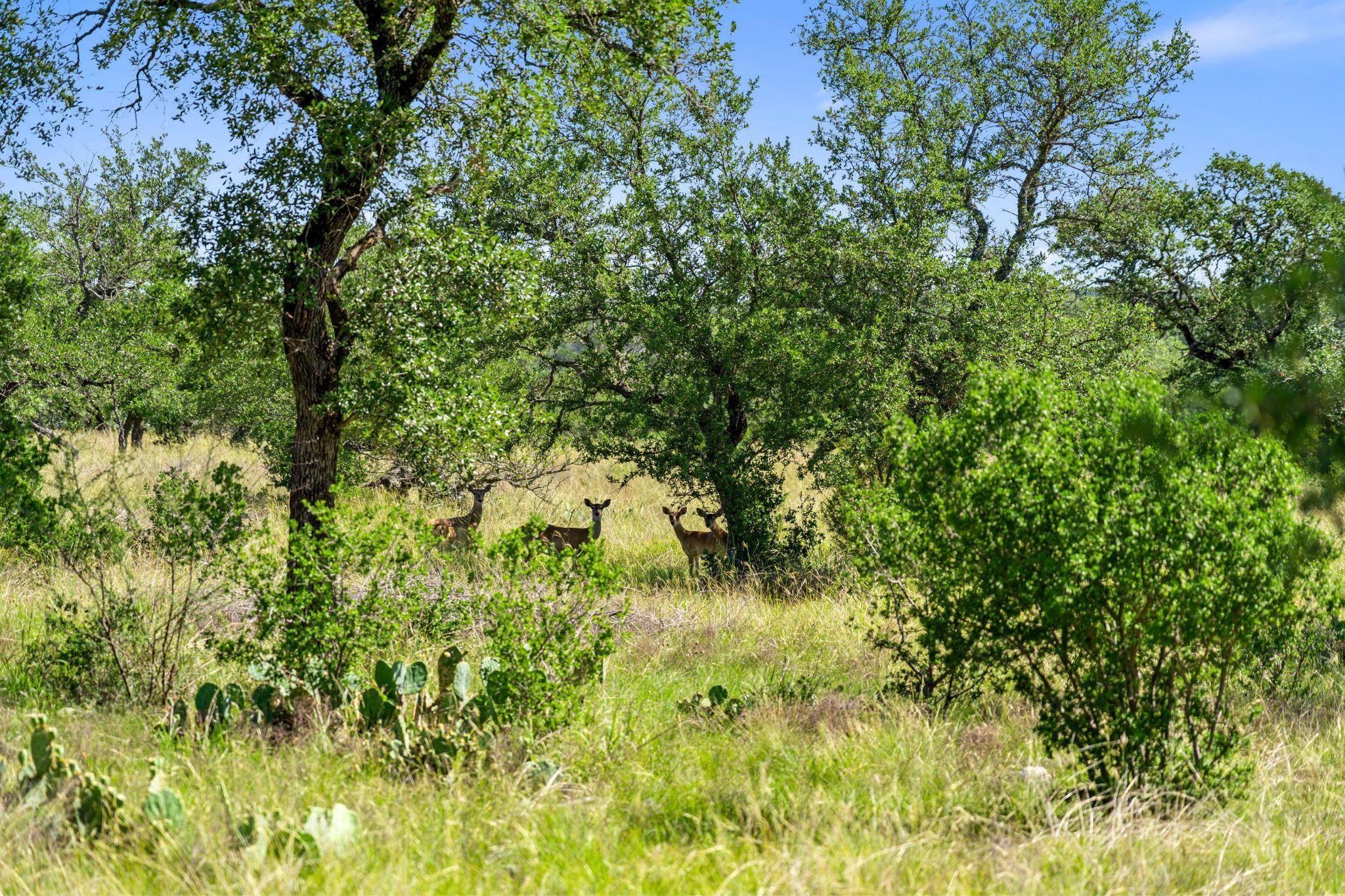 620 Rio Vista RD, Johnson City, TX 78636