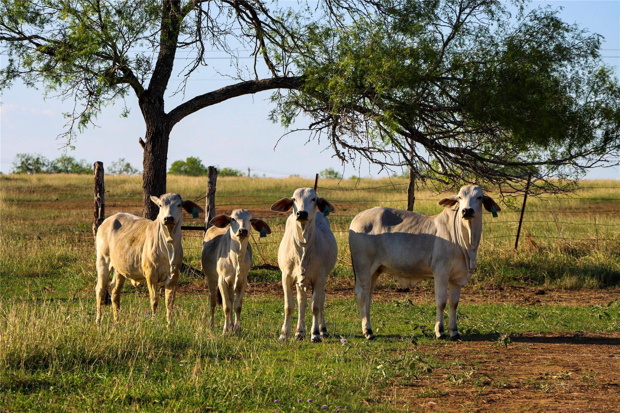 Tract 3 28.92 AC E State Highway 87, Nixon, TX 78140