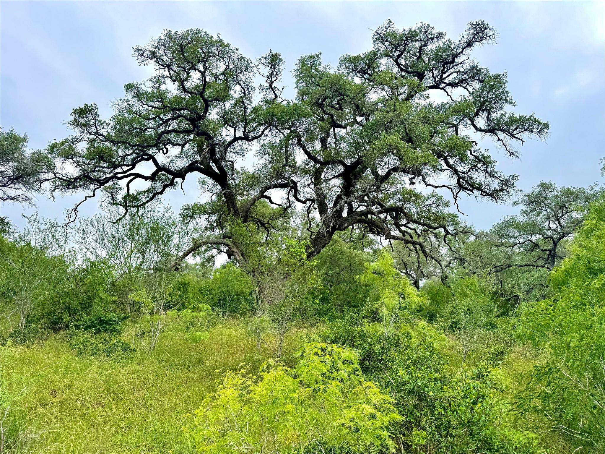 TBD Tract Q FM 108, Smiley, TX 78159