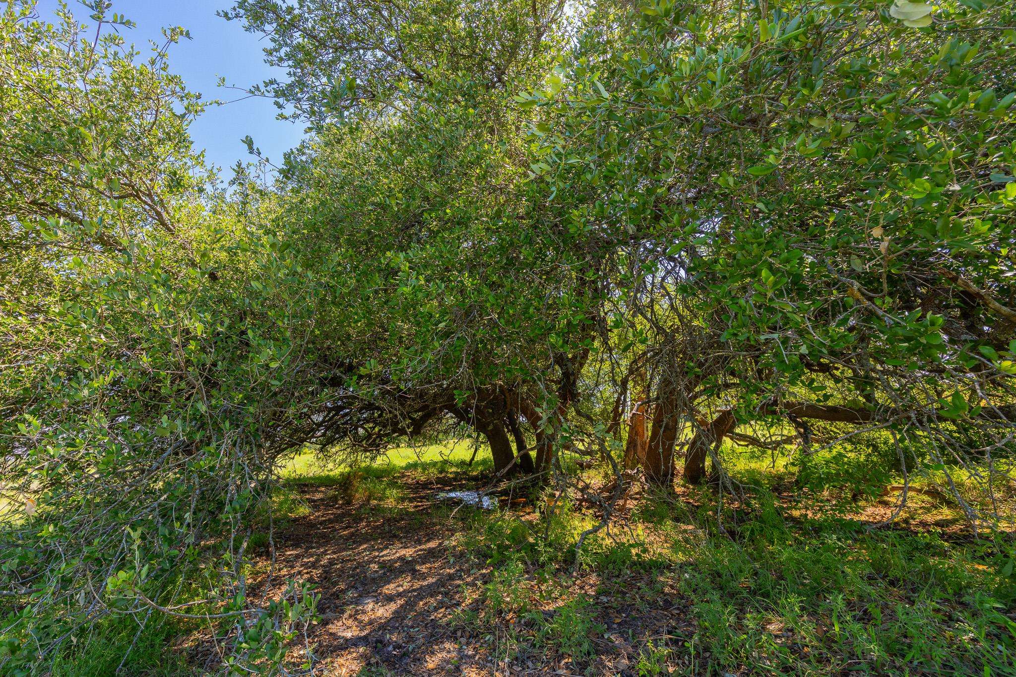 TBD County Road 180 Mesquite Hollow Ranch RD, Purmela, TX 76566