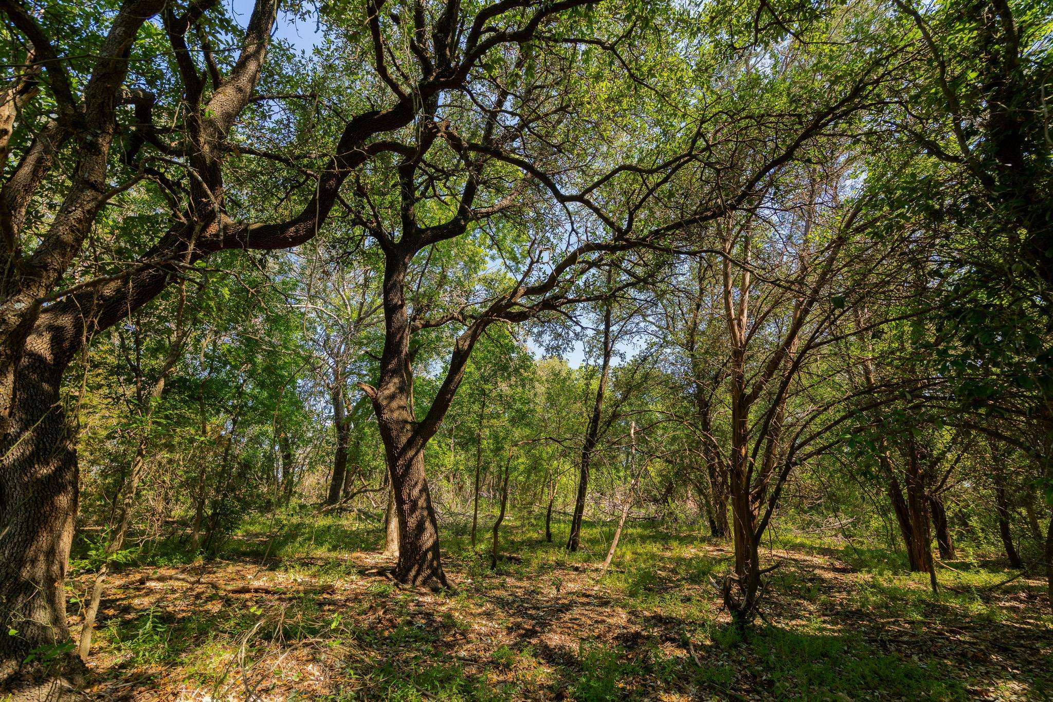 TBD County Road 180 Mesquite Hollow Ranch RD, Purmela, TX 76566