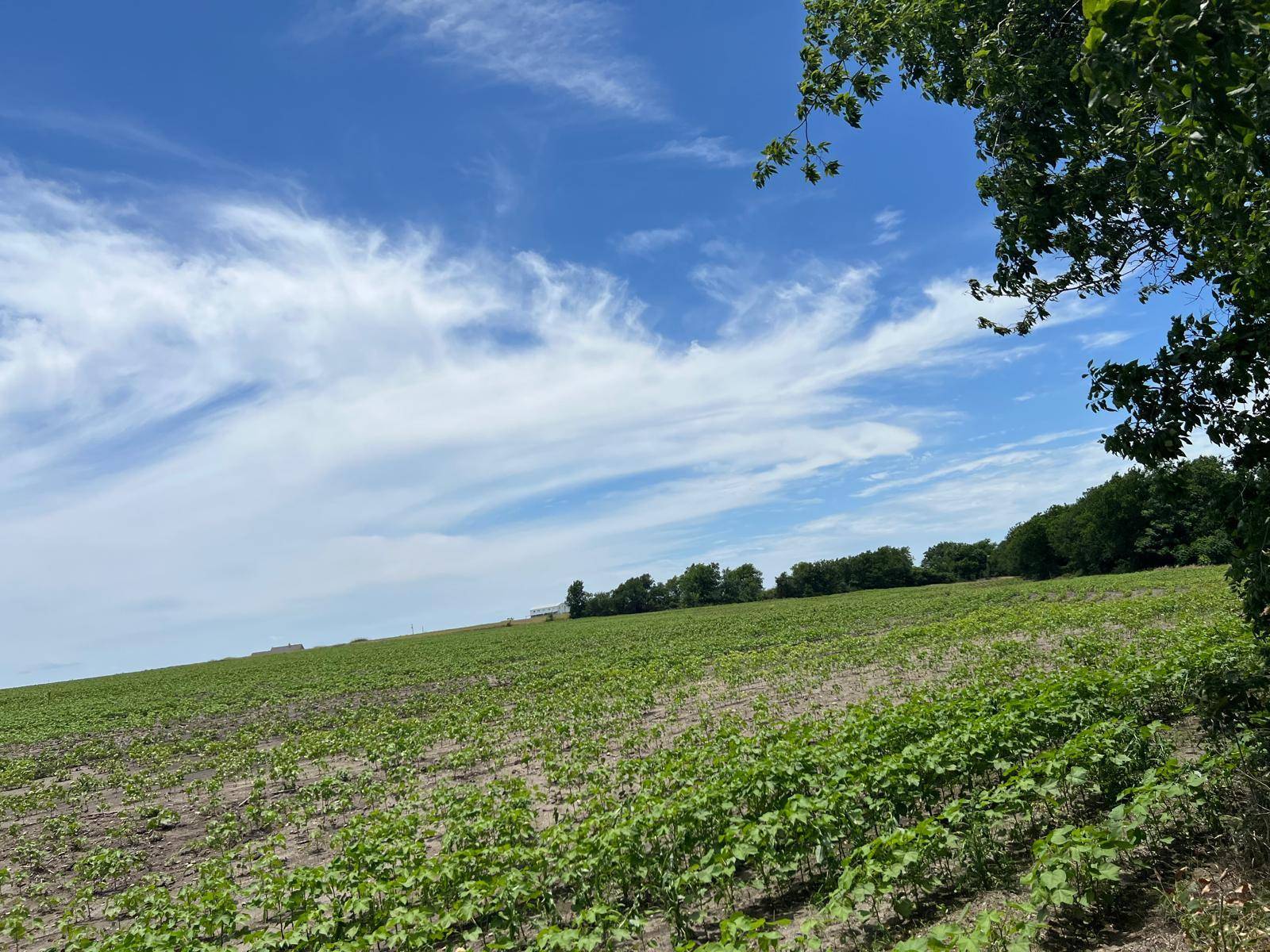 65.47 acres CR 327 RD, Granger, TX 76530