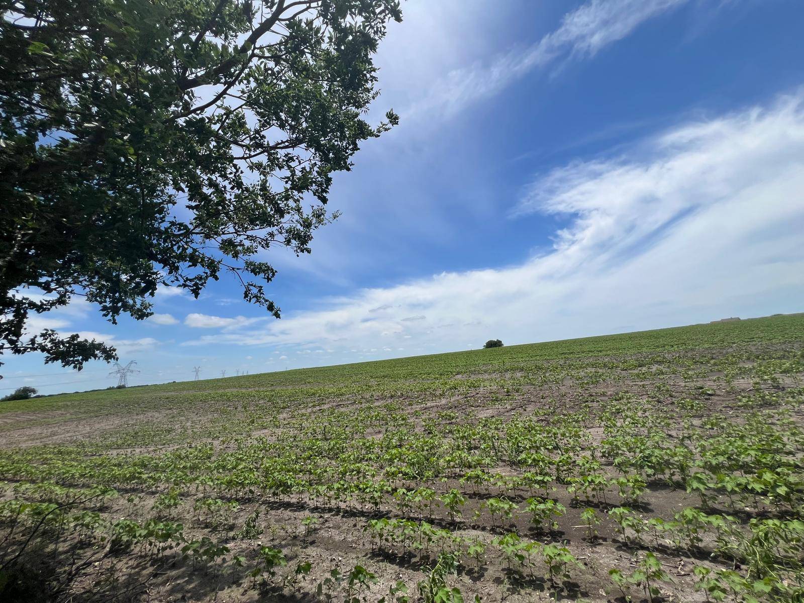 65.47 acres CR 327 RD, Granger, TX 76530