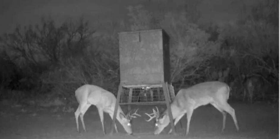 CR 313 CR 313, Encino, TX 78353