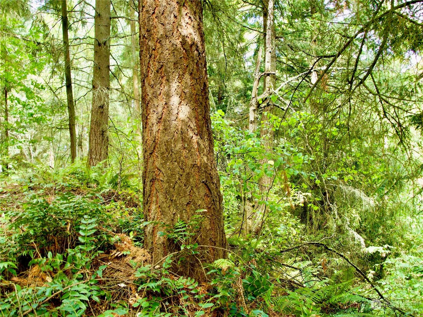 17233 State Route 410 W, Bonney Lake, WA 98391