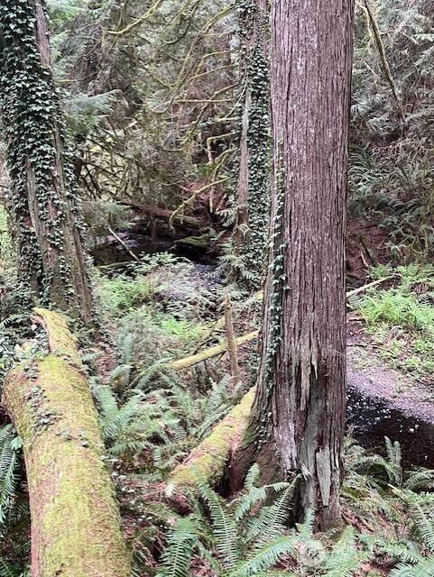 2902 136th ST NW, Gig Harbor, WA 98332