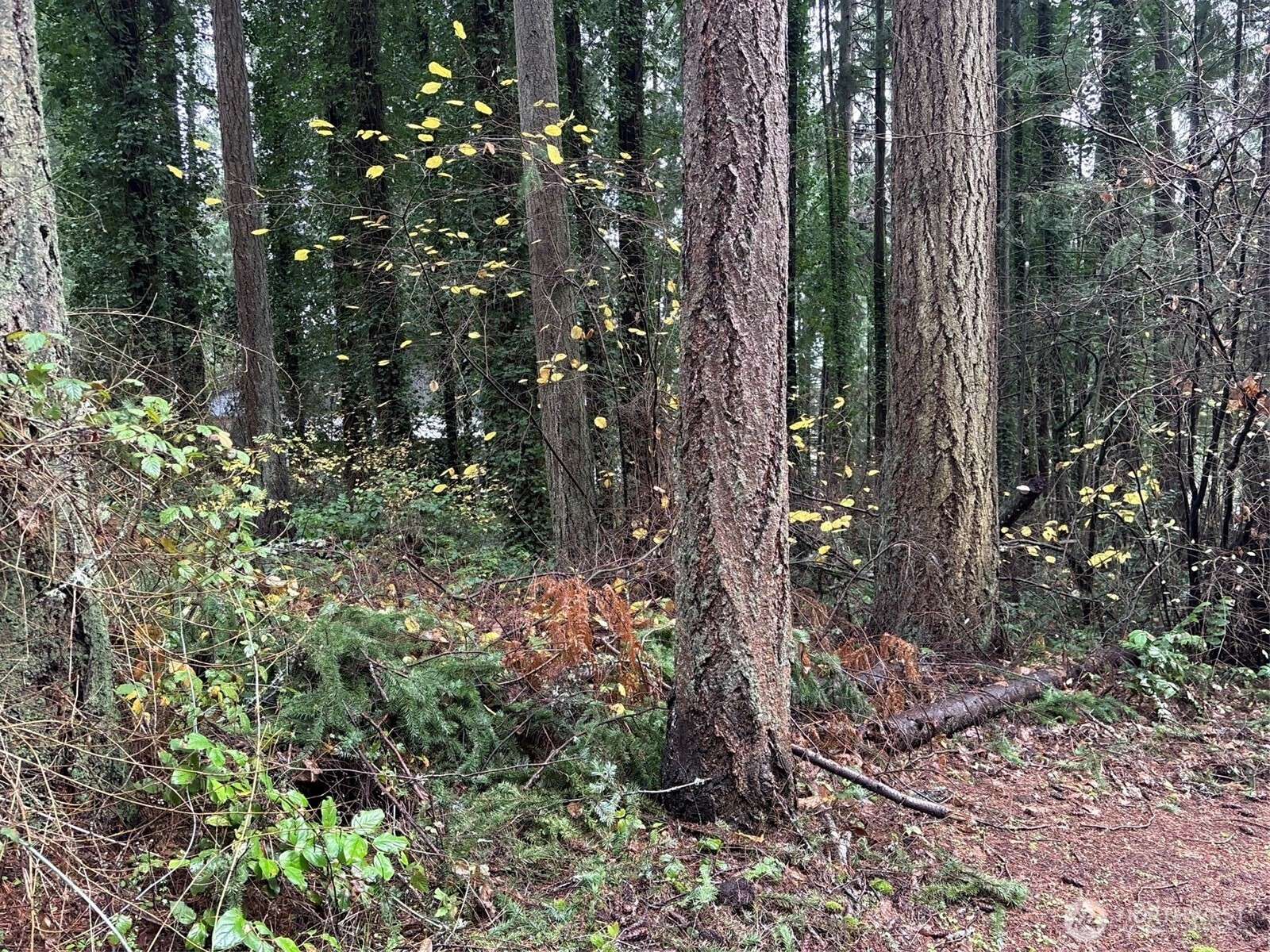 6943 20th AVE E, Lacey, WA 98503