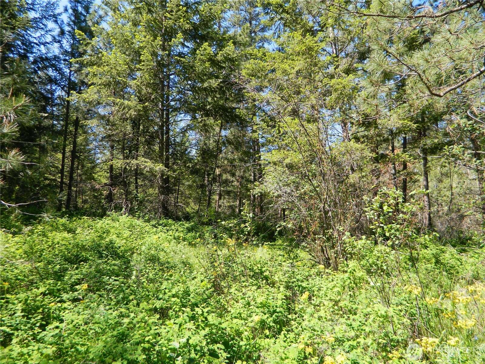 111 TBD Murphy Ranch RD, Tonasket, WA 98855