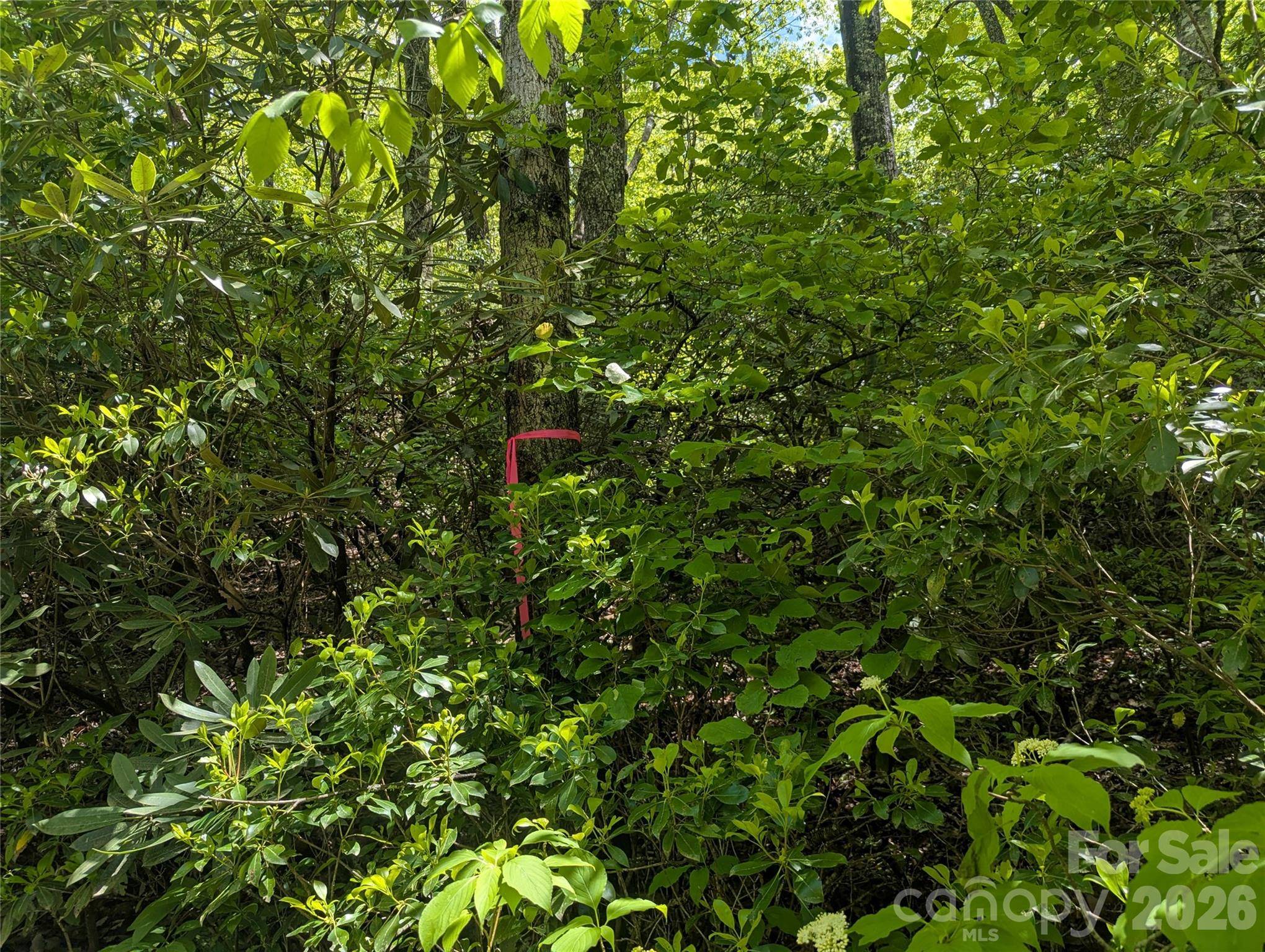 99999 Prospectors TRL, Black Mountain, NC 28711