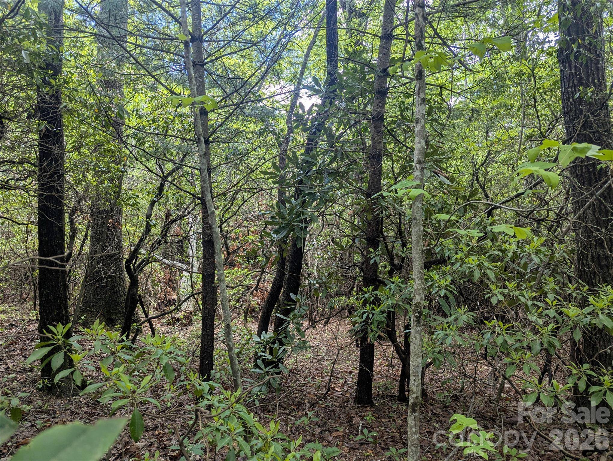 99999 Prospectors TRL, Black Mountain, NC 28711